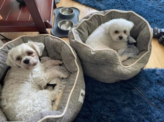 Illustration de l'article : Découvert dans un état épouvantable, un chien trouve du réconfort dans les bras d'un couple aimant