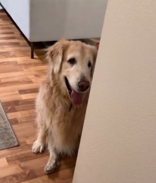 Illustration de l'article : La vidéo touchante d’une Golden Retriever atteinte de démence qui s’amuse en jouant à cache-cache