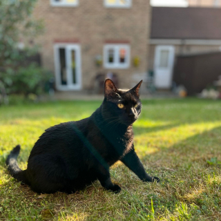 Illustration de l'article : Coup de foudre : une famille parcourt plus de 800 km pour rencontrer Eddie, un chat noir boudé par les adoptants