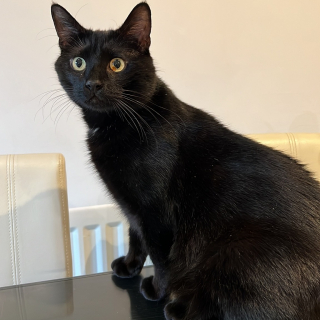 Illustration de l'article : Coup de foudre : une famille parcourt plus de 800 km pour rencontrer Eddie, un chat noir boudé par les adoptants