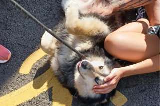 Illustration de l'article : Une chienne disparaît lors des vacances de sa maîtresse et donne lieu à 48 heures d'angoisse