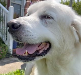 Illustration de l'article : Nouveau départ pour Moose, chien courageux qui a sauvé sa famille d'accueil d'un incendie