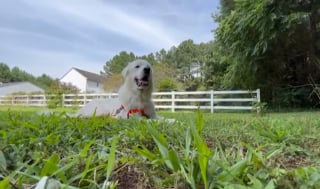Illustration de l'article : Nouveau départ pour Moose, chien courageux qui a sauvé sa famille d'accueil d'un incendie