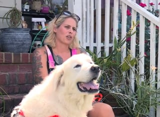 Illustration de l'article : Nouveau départ pour Moose, chien courageux qui a sauvé sa famille d'accueil d'un incendie
