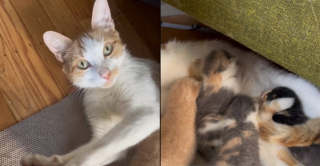 Illustration de l'article : Une bénévole au secours de chatons errants reçoit le plus chaleureux des accueils de la part de leur mère