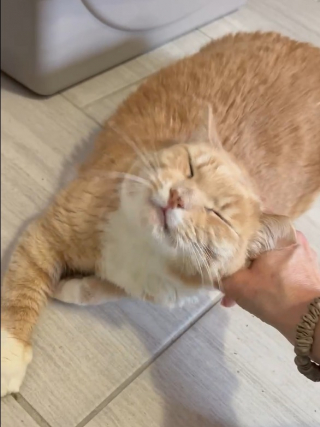 Illustration de l'article : Depuis 500 jours, ce chat de refuge attend d'être adopté et de rencontrer la famille de ses rêves (vidéo)