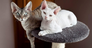 Illustration de l'article : 6 raisons pour lesquelles le griffoir est un accessoire indispensable quand on a un chat