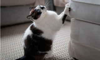Illustration de l'article : 6 raisons pour lesquelles le griffoir est un accessoire indispensable quand on a un chat