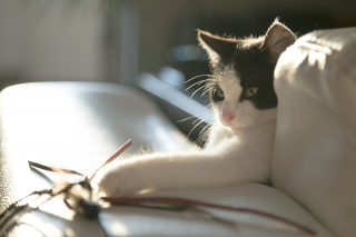 Illustration de l'article : 6 raisons pour lesquelles le griffoir est un accessoire indispensable quand on a un chat