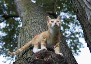 Illustration de l'article : 6 raisons pour lesquelles le griffoir est un accessoire indispensable quand on a un chat