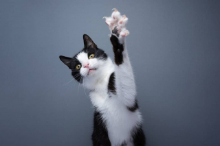 Illustration de l'article : 6 raisons pour lesquelles le griffoir est un accessoire indispensable quand on a un chat