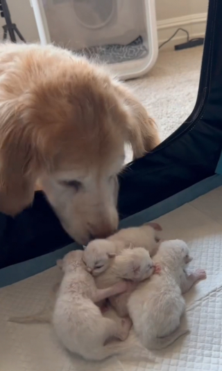 Illustration de l'article : L'instinct maternel inattendu de Lucy, une chienne âgée, envers une portée de chatons Ragdolls (vidéo)