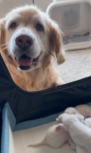 Illustration de l'article : L'instinct maternel inattendu de Lucy, une chienne âgée, envers une portée de chatons Ragdolls (vidéo)