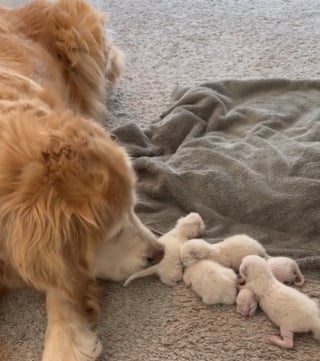 Illustration de l'article : L'instinct maternel inattendu de Lucy, une chienne âgée, envers une portée de chatons Ragdolls (vidéo)