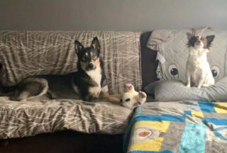 Illustration de l'article : 15 photos adorables de grands chiens dont le meilleur ami est bien plus petit