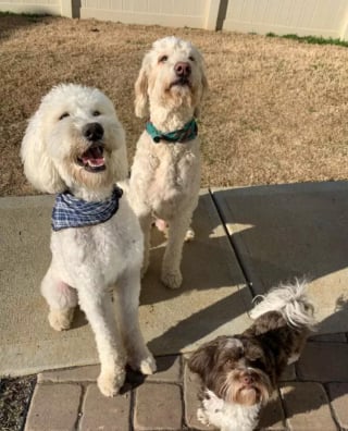 Illustration de l'article : 15 photos adorables de grands chiens dont le meilleur ami est bien plus petit