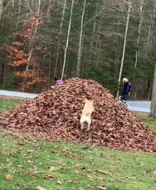 Illustration de l'article : La joie contagieuse d'une chienne senior jouant comme un jeune chiot à chaque automne (vidéo)