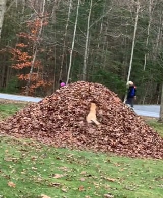 Illustration de l'article : La joie contagieuse d'une chienne senior jouant comme un jeune chiot à chaque automne (vidéo)