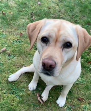 Illustration de l'article : La joie contagieuse d'une chienne senior jouant comme un jeune chiot à chaque automne (vidéo)