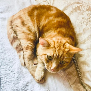 Illustration de l'article : Un périple mystérieux pour Vitali, chat introuvable pendant 5 semaines et ayant parcouru 130 kilomètres
