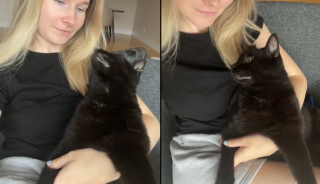 Illustration de l'article : Un chat "inadoptable" lance le plus merveilleux des regards à son humaine (vidéo)