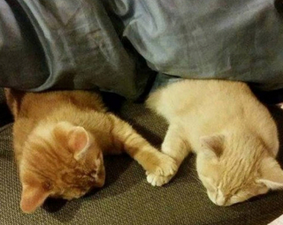 Illustration de l'article : 20 photos illustrant la dualité des chats : intelligence et tendresse contre absurdité et malice