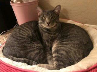 Illustration de l'article : 20 photos illustrant la dualité des chats : intelligence et tendresse contre absurdité et malice