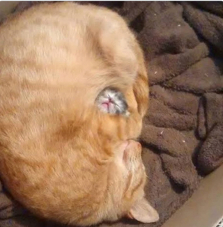 Illustration de l'article : 20 photos illustrant la dualité des chats : intelligence et tendresse contre absurdité et malice