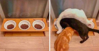 Illustration de l'article : 20 photos illustrant la dualité des chats : intelligence et tendresse contre absurdité et malice