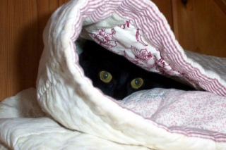 Illustration de l'article : 20 photos illustrant la dualité des chats : intelligence et tendresse contre absurdité et malice