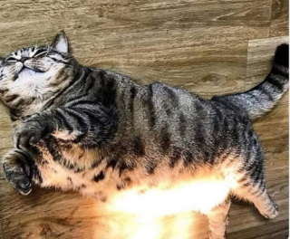 Illustration de l'article : 20 photos illustrant la dualité des chats : intelligence et tendresse contre absurdité et malice
