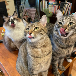 Illustration de l'article : 20 photos illustrant la dualité des chats : intelligence et tendresse contre absurdité et malice