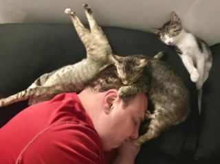 Illustration de l'article : 20 photos illustrant la dualité des chats : intelligence et tendresse contre absurdité et malice