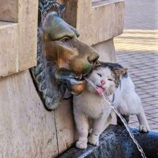 Illustration de l'article : 20 photos illustrant la dualité des chats : intelligence et tendresse contre absurdité et malice