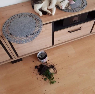 Illustration de l'article : 20 photos illustrant la dualité des chats : intelligence et tendresse contre absurdité et malice