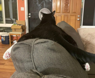 Illustration de l'article : 20 photos illustrant la dualité des chats : intelligence et tendresse contre absurdité et malice
