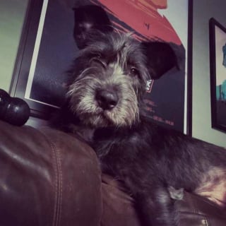 Illustration de l'article : Rigby, le chien curieux qui fait sourire tout un quartier depuis sa boîte aux lettres