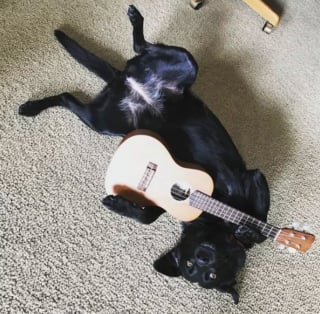 Illustration de l'article : 15 photos de chiens passionnés de musique et posant avec leurs instruments préférés