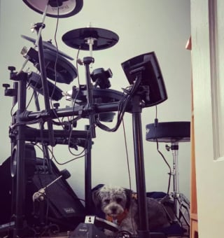 Illustration de l'article : 15 photos de chiens passionnés de musique et posant avec leurs instruments préférés