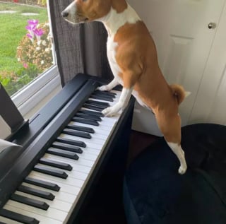 Illustration de l'article : 15 photos de chiens passionnés de musique et posant avec leurs instruments préférés