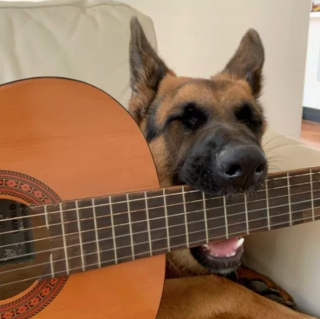 Illustration de l'article : 15 photos de chiens passionnés de musique et posant avec leurs instruments préférés