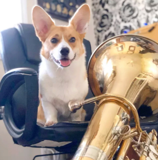 Illustration de l'article : 15 photos de chiens passionnés de musique et posant avec leurs instruments préférés