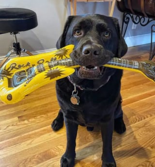 Illustration de l'article : 15 photos de chiens passionnés de musique et posant avec leurs instruments préférés