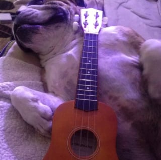 Illustration de l'article : 15 photos de chiens passionnés de musique et posant avec leurs instruments préférés