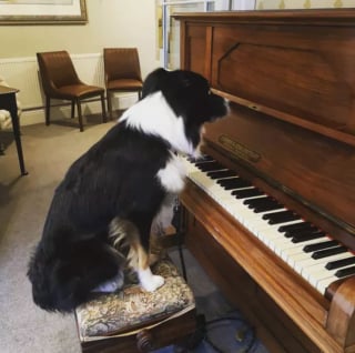 Illustration de l'article : 15 photos de chiens passionnés de musique et posant avec leurs instruments préférés