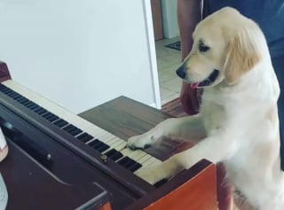 Illustration de l'article : 15 photos de chiens passionnés de musique et posant avec leurs instruments préférés