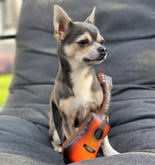Illustration de l'article : 15 photos de chiens passionnés de musique et posant avec leurs instruments préférés