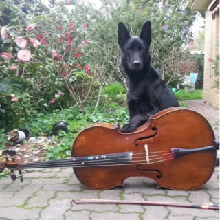 Illustration de l'article : 15 photos de chiens passionnés de musique et posant avec leurs instruments préférés