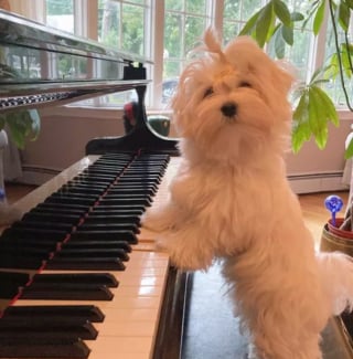 Illustration de l'article : 15 photos de chiens passionnés de musique et posant avec leurs instruments préférés