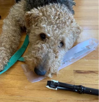 Illustration de l'article : 15 photos de chiens passionnés de musique et posant avec leurs instruments préférés